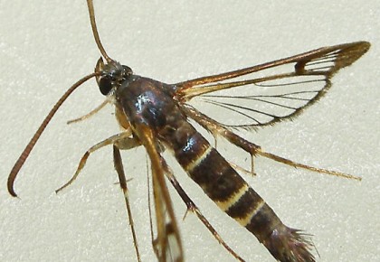 Stiklasparnis (Sesiidae)